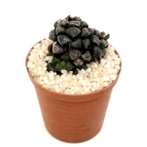 Anacampseros-filamentosa-subsp.-tomentosa-FRONT_in 5cm pot