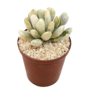 Caputia-scaposa-var.-scaposa-FRONT_in 5cm pot