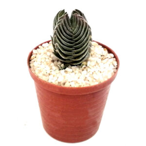 Crassula-Budhas-Temple-FRONT_in 5cm pot