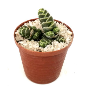 Crassula-barklyi-FRONT_in 5cm pot