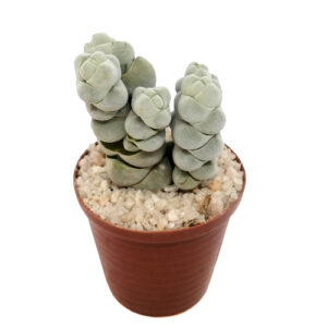 Crassula deceptor var. 'Arta' (slowgrower plants vary from website image)