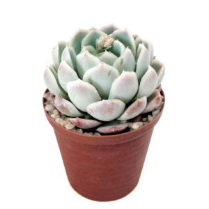 Echeveria-Blue-Rock-Rose-FRONT_5cm pot