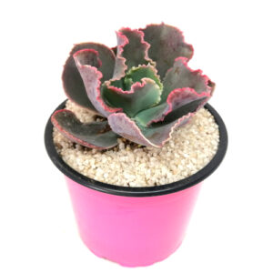 Echeveria-Dicks-Pink-FRONT_9cm pot