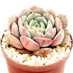 Echeveria 'Orion'