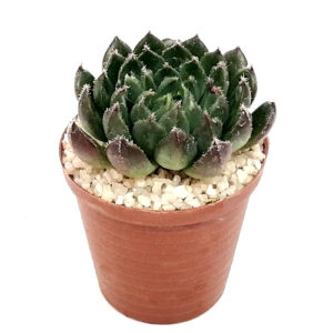Echeveria-conchita-scorpio-FRONT_5cm pot