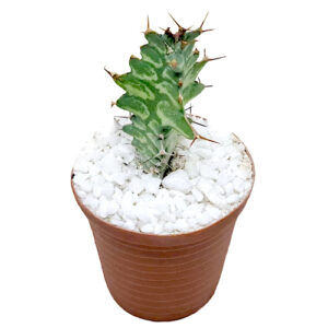Euphorbia-Sunrise-5cm POT