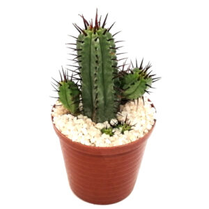 Euphorbia-enopla-var.-enopla-FRONT_5cm pot
