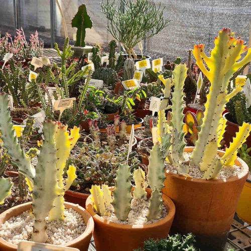 Euphorbia in pots in a tunnel