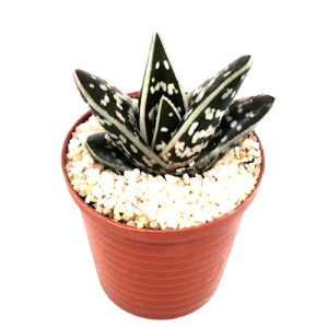 Gonialoe-variegata-FRONT_5cm pot