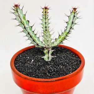 Euphorbia greenwayi subs. greenwayi