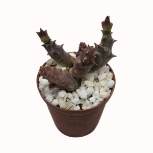 Huernia aspera