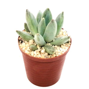 Pachyveria-Glauca-FRONT_in 5cm pot
