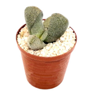 Pleiospilos-bolusii-FRONT_5cm pot