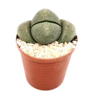 Pleiospilos-nelii-FRONT_in 5cm pot