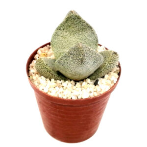 Pleiospilos-simulans-FRONT_in 5cm pot