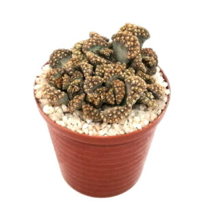 Titanopsis-calcarea-FRONT_in 9cm pot