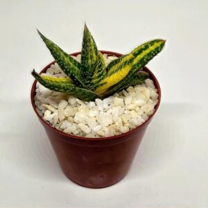 Gasteria carinata f. 'variegata' (variations on ea plant)