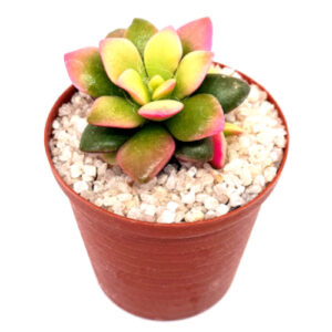 Anacampseros telephiastrum cv. 'sunrise'/'variegata' in 5cm pot