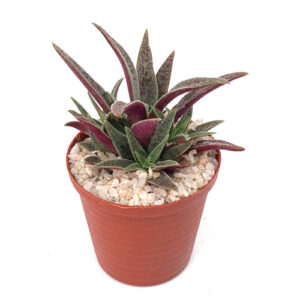Crassula exilis subsp. picturata in 5cm pot