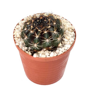 Echinopsis arachnacantha (syn. Lobivia arachnacantha) 'scarlet red flower' in 5cm pot