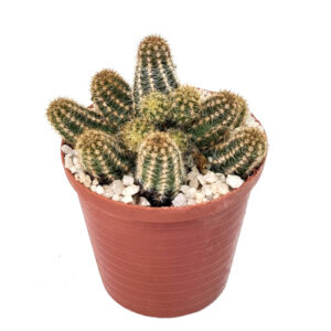 Echinopsis chamaecereus (syn. Chamaecereus silvestrii and Lobivia silvestrii) in 5cm pot