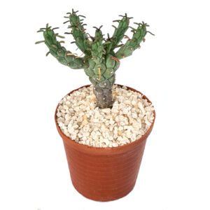 Euphorbia caput-medusae in 5cm pot