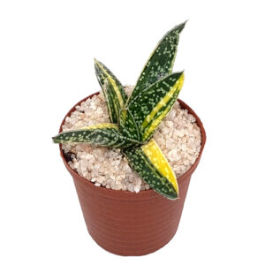 Gasteria-carinata-f.-variegata in 5cm pot