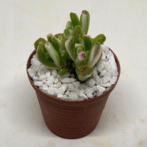 Crassula ovata var. gollum cv. 'variegata'