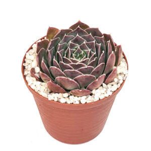 Sempervivum heuffelii (syn. Jovibarba heuffelii) in 5cm pot