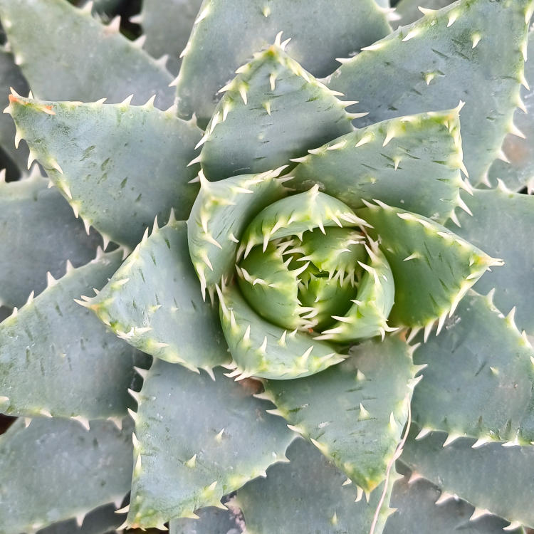 Gallery-Page-Succulents_14_750x750_20240722