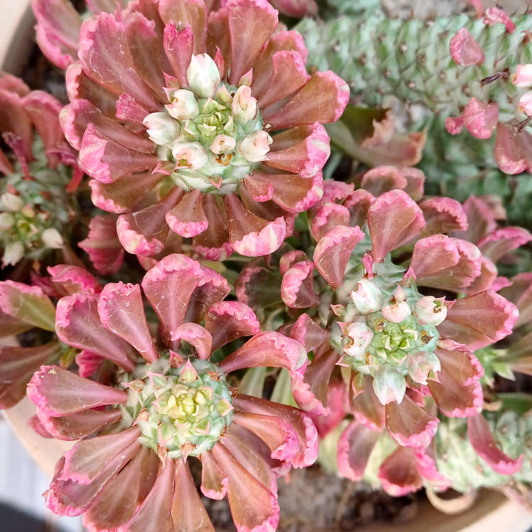 Gallery-Page-Succulents_22_750x750_20240722