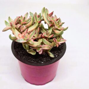 Crassula rubricaulis 'Candy Cane'