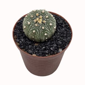 Astrophytum asterias var. nudum [speckled hybrid]