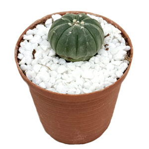 Astrophytum-asterias-v.-nudum-Hybrid-FRONT view