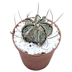 Astrophytum-capricorne-var.-niveum-FRONT view