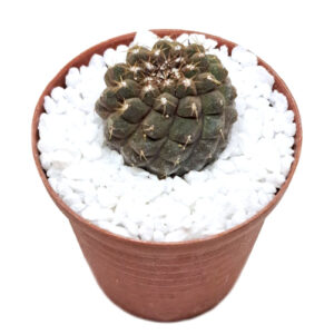 Copiapoa-hypogaea-Lizards-skin front view
