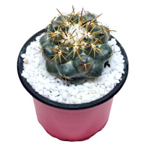 Coryphantha pycnacantha syn. Coryphantha andreae (seedraised) 8-12 years