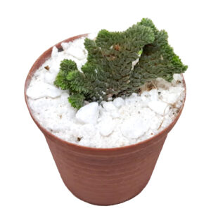 Crassula-muscosa-f.-crestata-FRONT in 5cm pot
