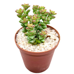 Crassula-rupestris-cv.-Tom-Thumb-Hybrid-FRONT view in 5cm pot