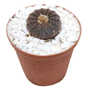Frailea-castanea-ssp.-castanea-5cm-FRONT view