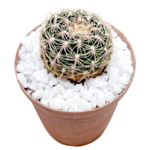 Gymnocalycium-bruchii-Spiderspine-cactus-5cm-FRONT view