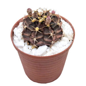 Gymnocalycium-damsii-v.-tucavocense-5cm-FRONT view