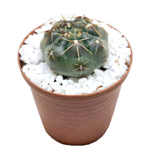 Gymnocalycium-gibbosum-black-chin-cactus-5cm-FRONT view