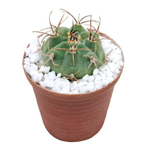 Gymnocalycium-marsoneri-subs.-Matoense-5cm-FRONT view