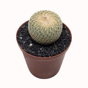 Epithelantha micromeris 'Baseball Cactus'