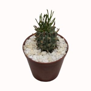 Euphorbia schoenlandii 'Barrelwort'