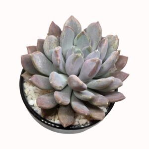 xPachyveria cv. 'Draco'