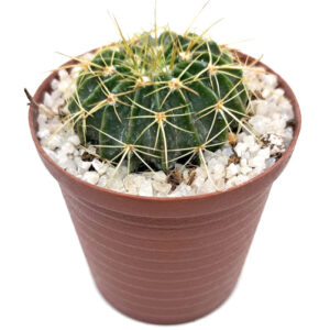 Notocactus-wigginsia-sessiliflora-syn.-Parodia-5cm-FRONT view