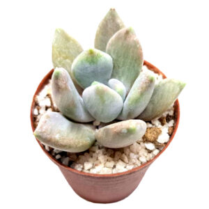 xGraptoveria-Draco-5cm-FRONT view