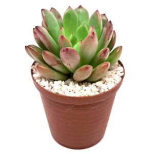 xGraptoveria-Pinky-Ruby-5cm-FRONT view
